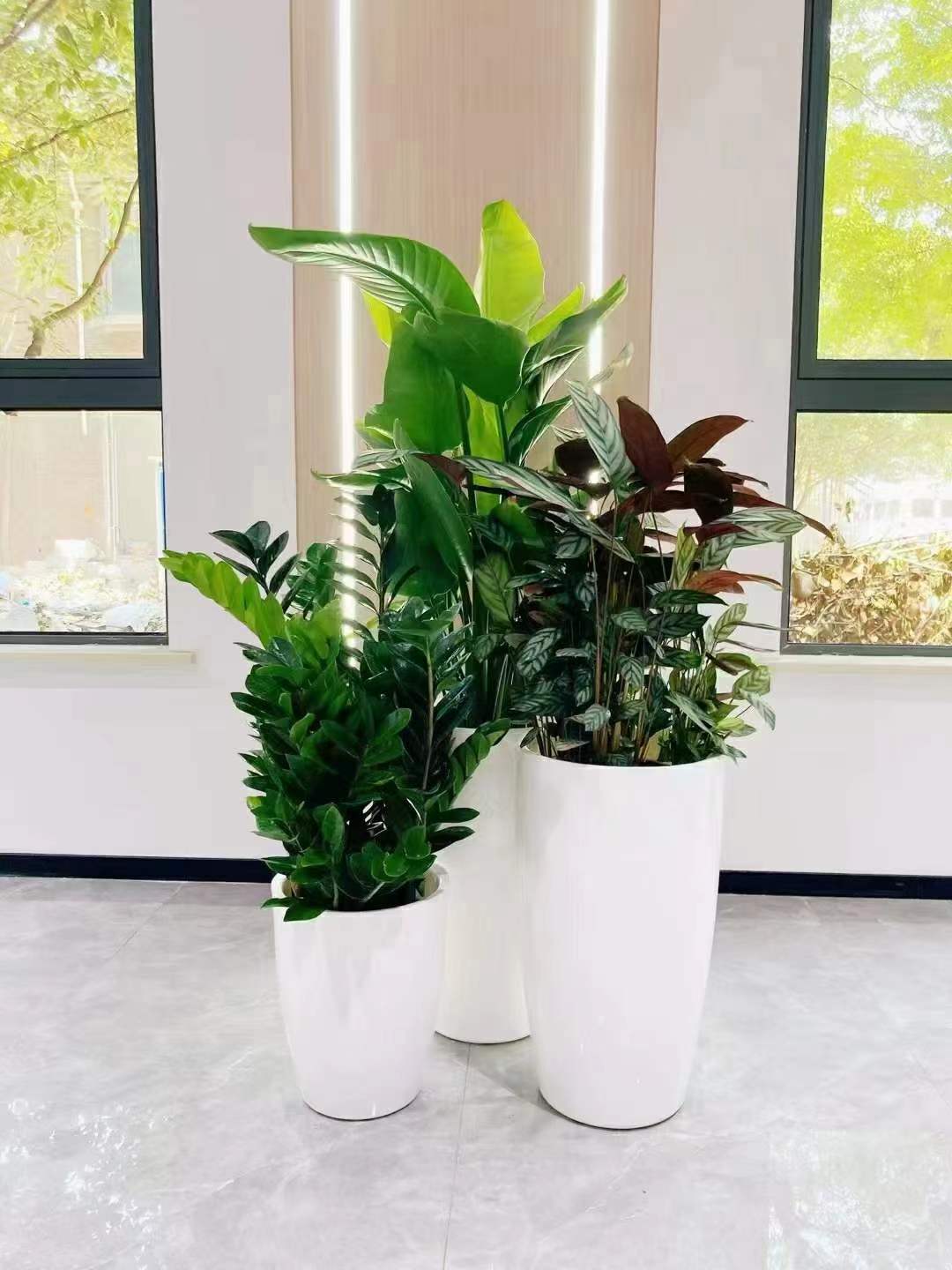 植物租赁