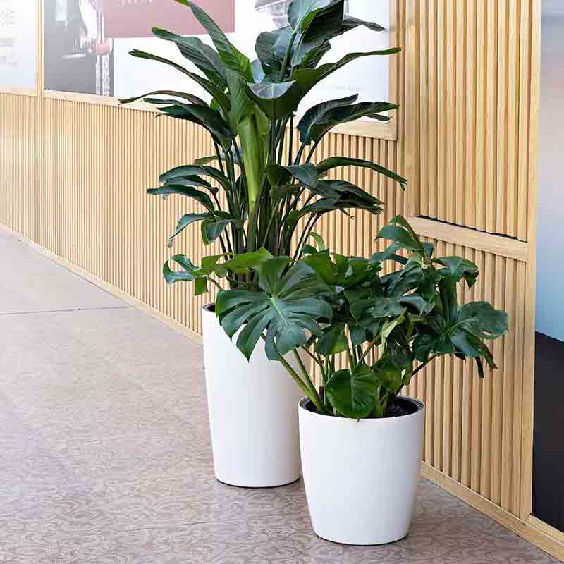 植物租赁