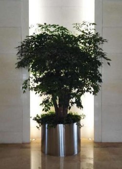 植物租赁